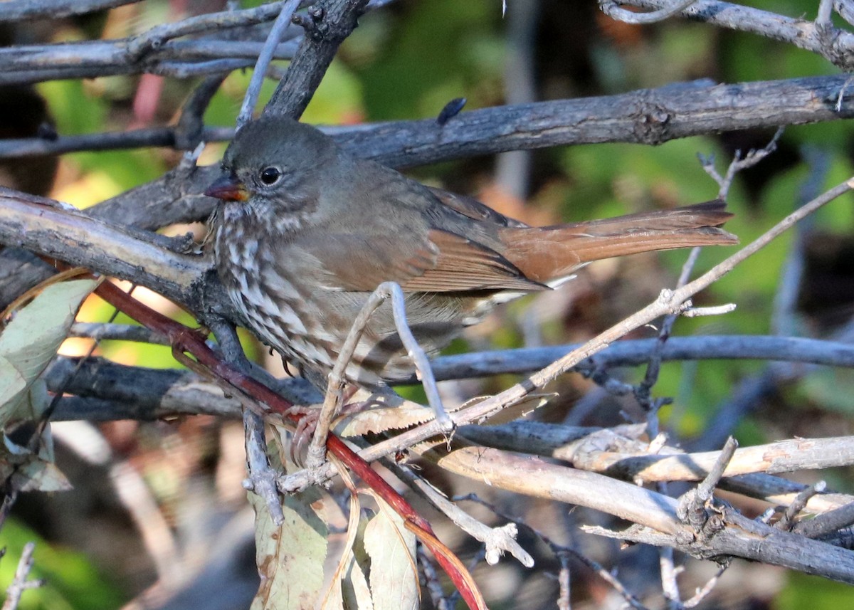 Fox Sparrow (Slate-colored) - ML624042052