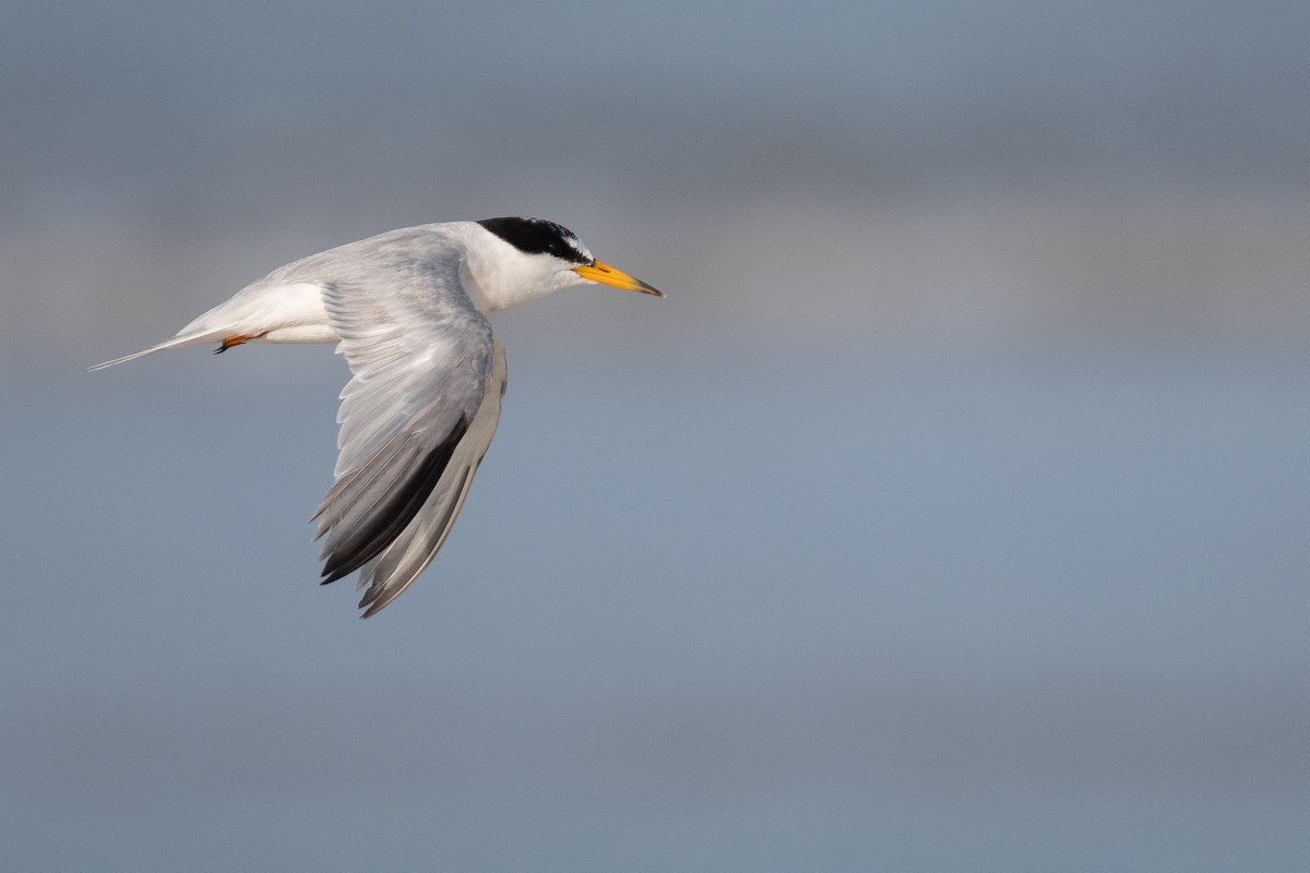 Least Tern - ML624042058