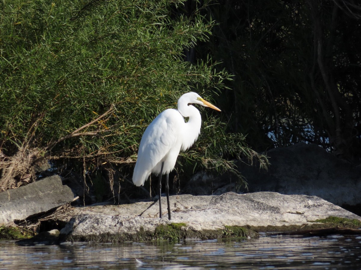 Grande Aigrette - ML624042068