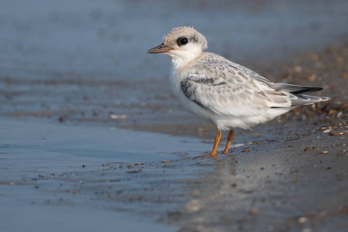 Least Tern - ML624042069