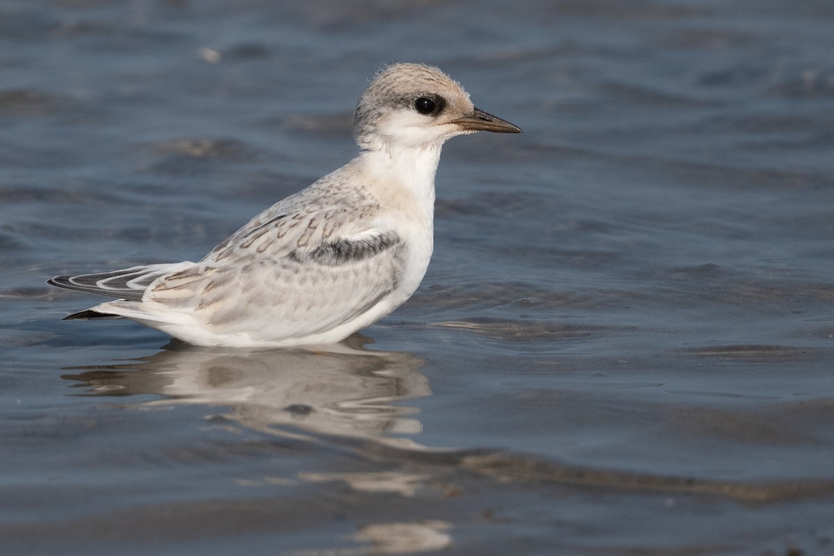 Least Tern - ML624042070