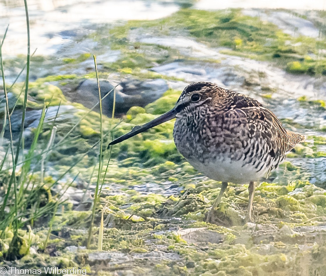 Wilson's Snipe - ML624042083