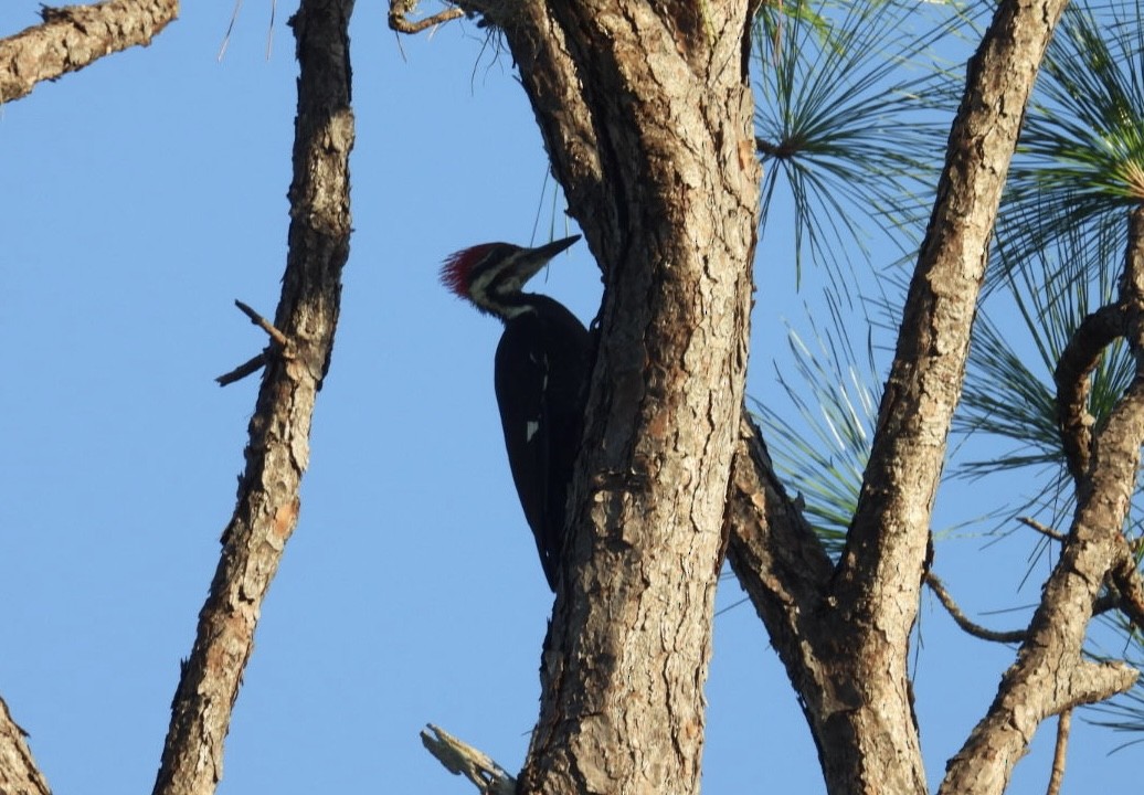 Pileated Woodpecker - ML624042084