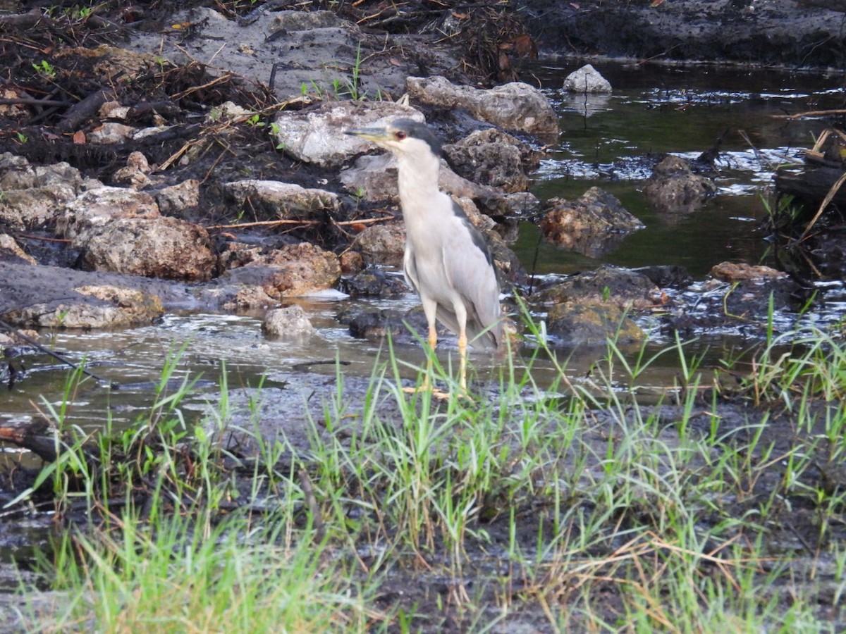 Black-crowned Night Heron - ML624042097