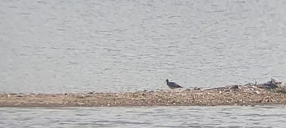 large shorebird sp. - Emerson Lisboa