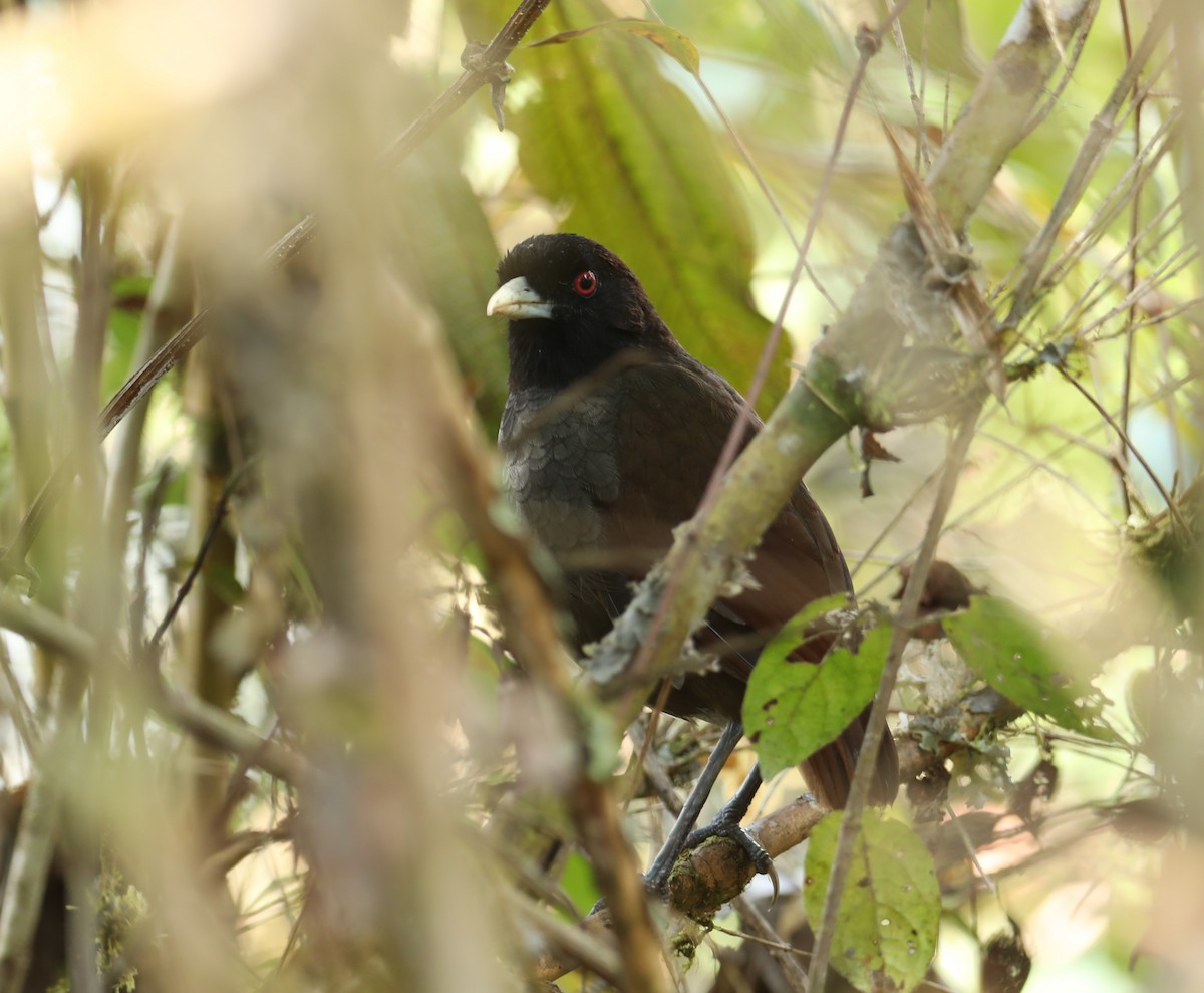 Pale-billed Antpitta - ML624042125