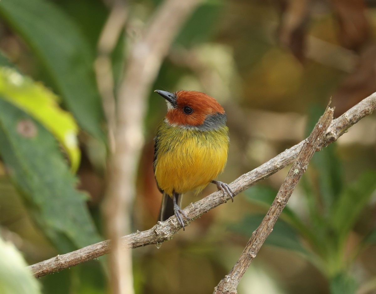 Johnson's Tody-Flycatcher - ML624042137