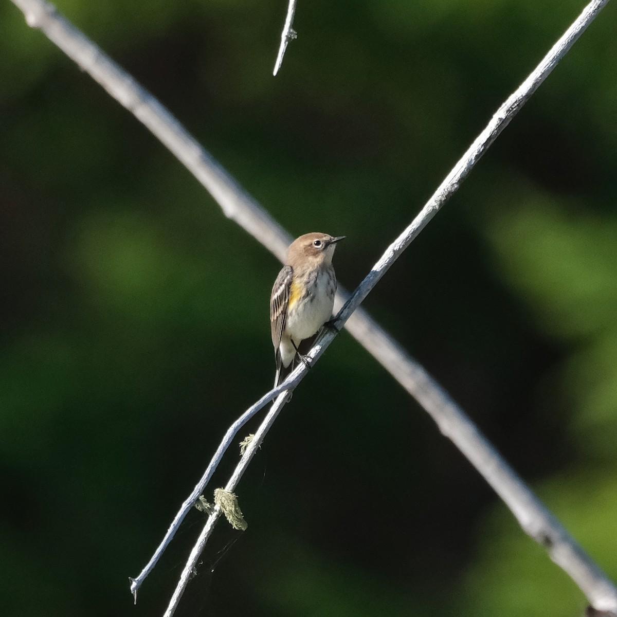 Yellow-rumped Warbler - ML624042139