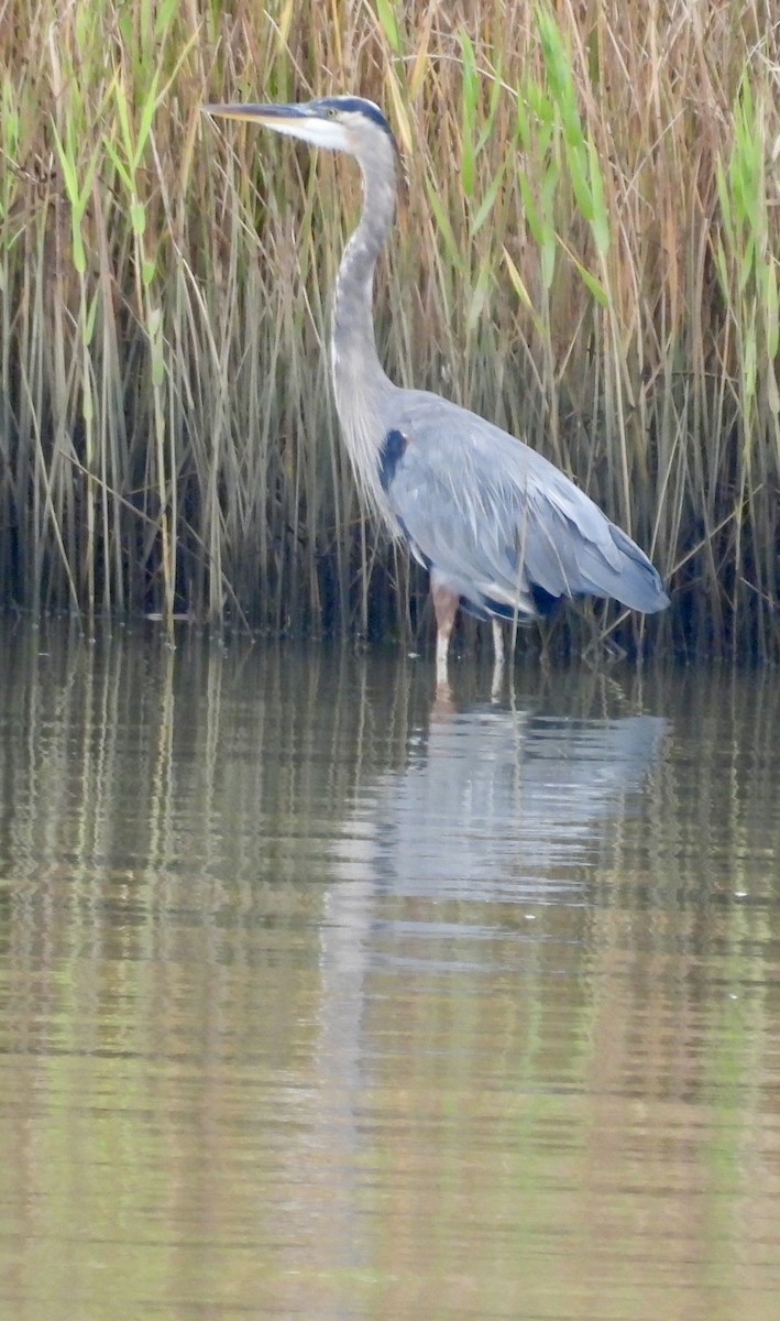 Great Blue Heron - ML624042160