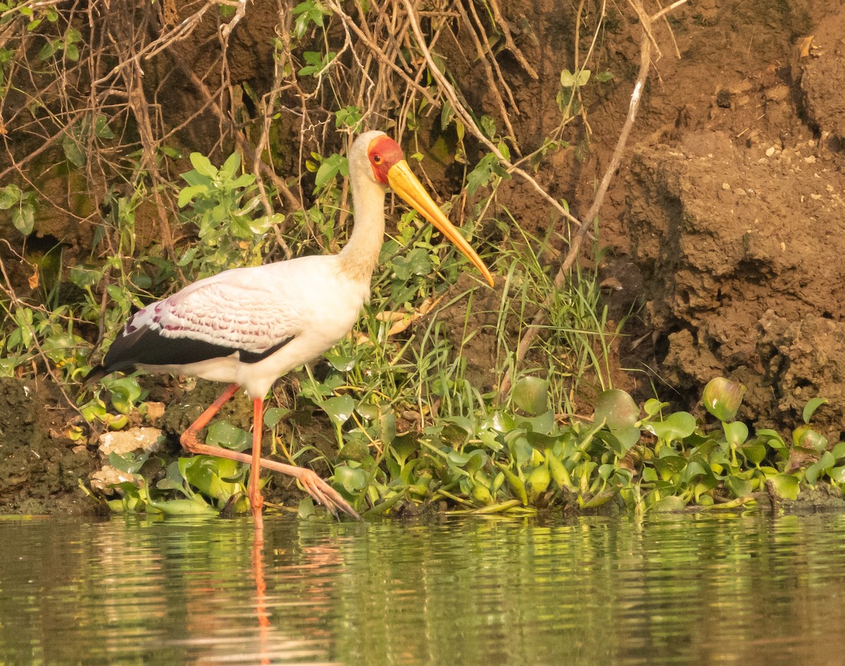 Yellow-billed Stork - ML624042167