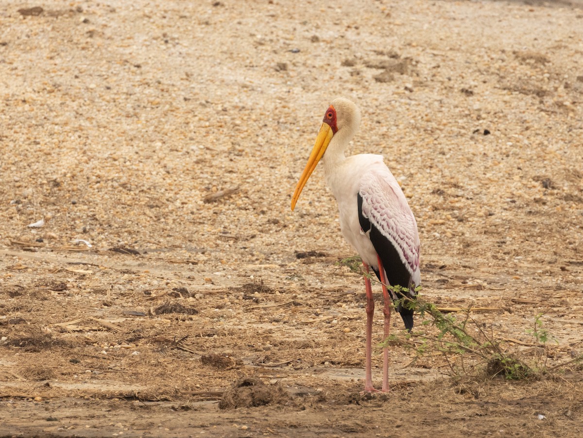 Yellow-billed Stork - ML624042171