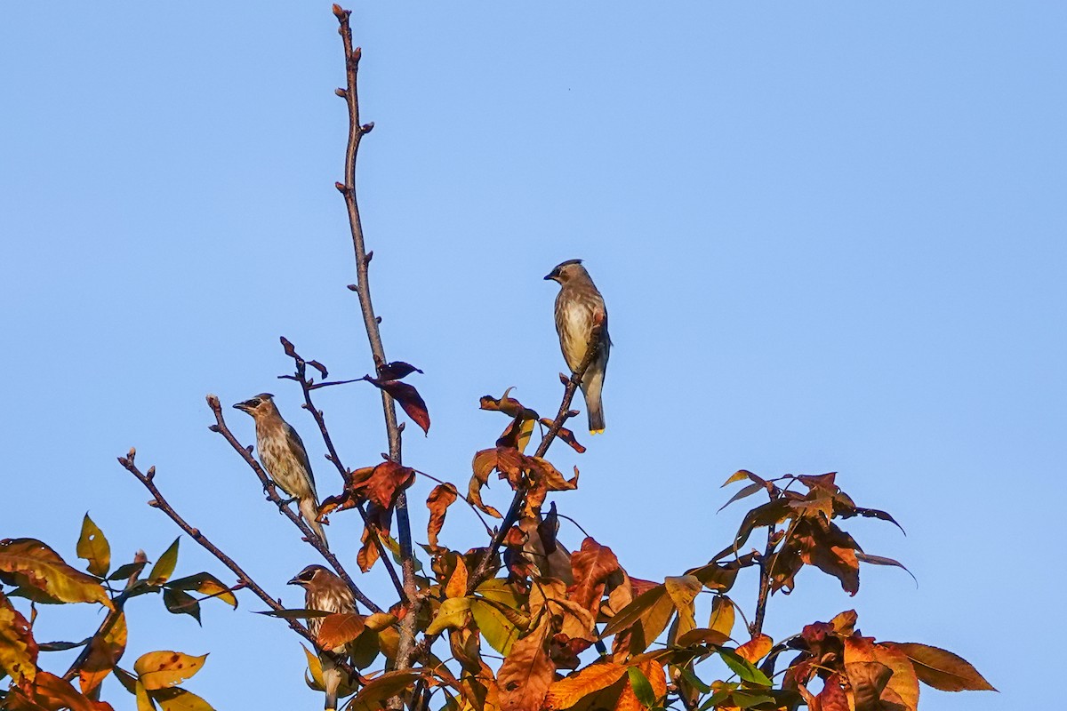 Cedar Waxwing - ML624042174