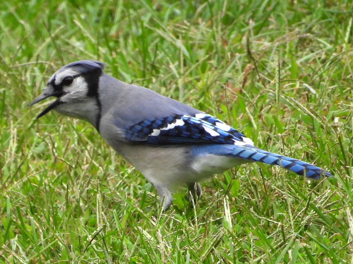 Blue Jay - ML624042179