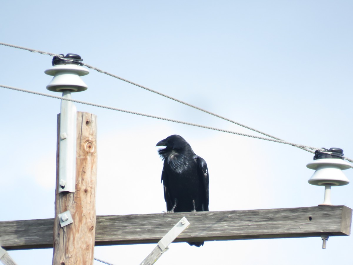 Chihuahuan Raven - ML624042184