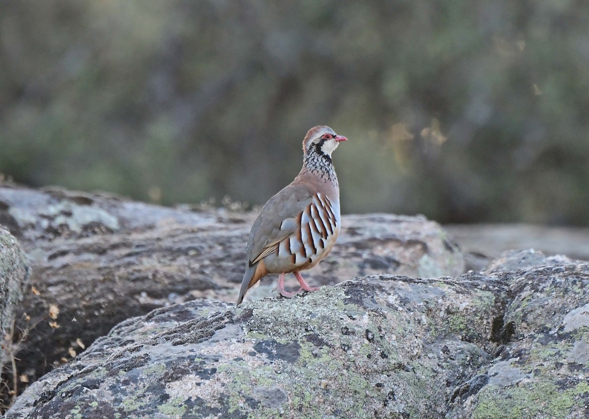 Red-legged Partridge - ML624042219