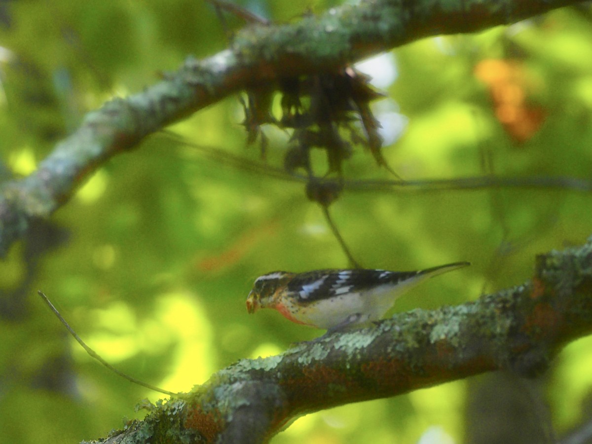 Rose-breasted Grosbeak - ML624042238