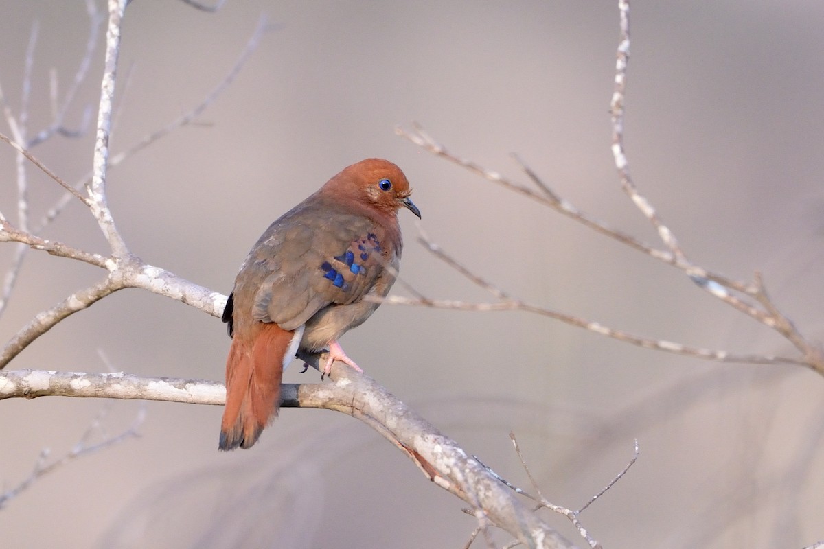 Blue-eyed Ground Dove - ML624042285