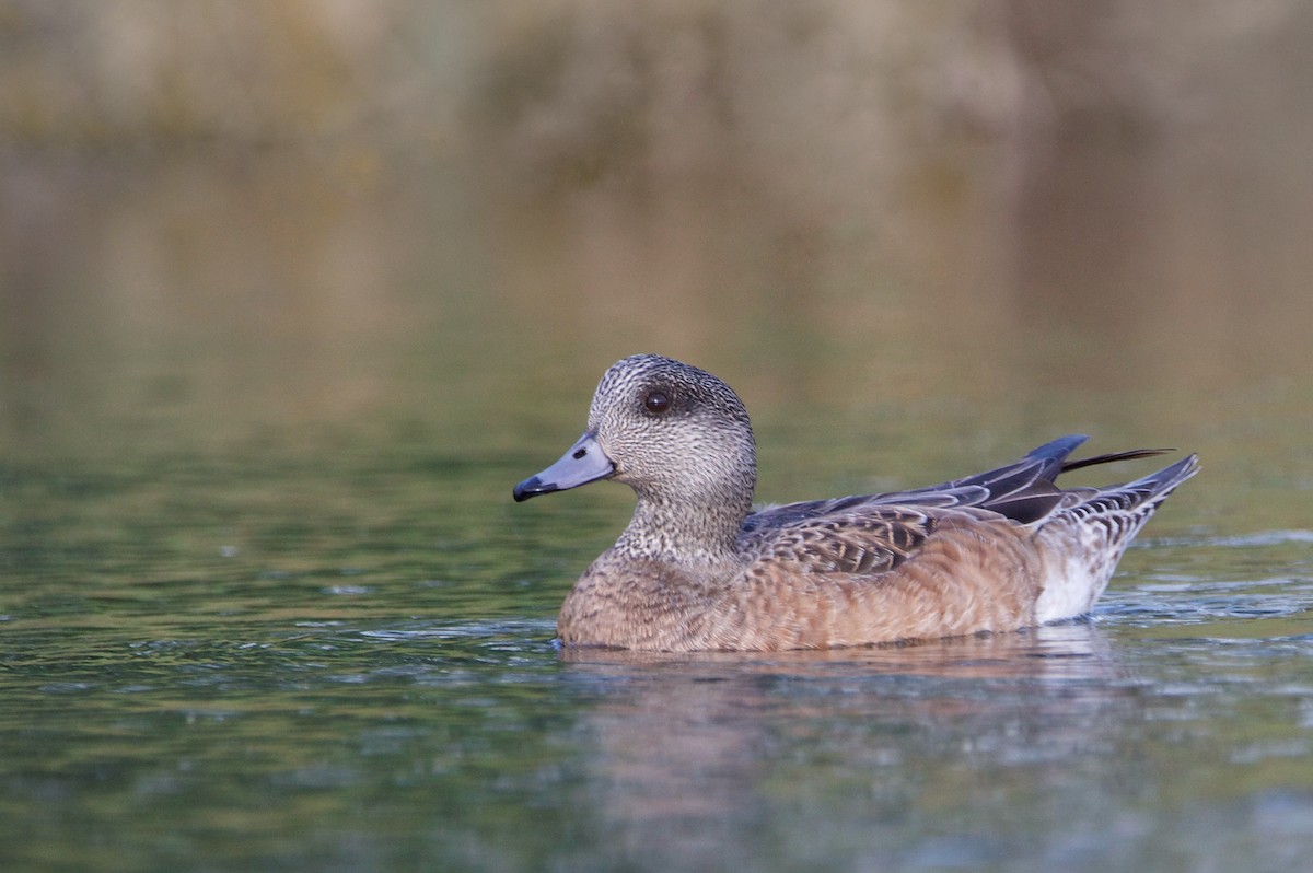 Canard d'Amérique - ML624042289