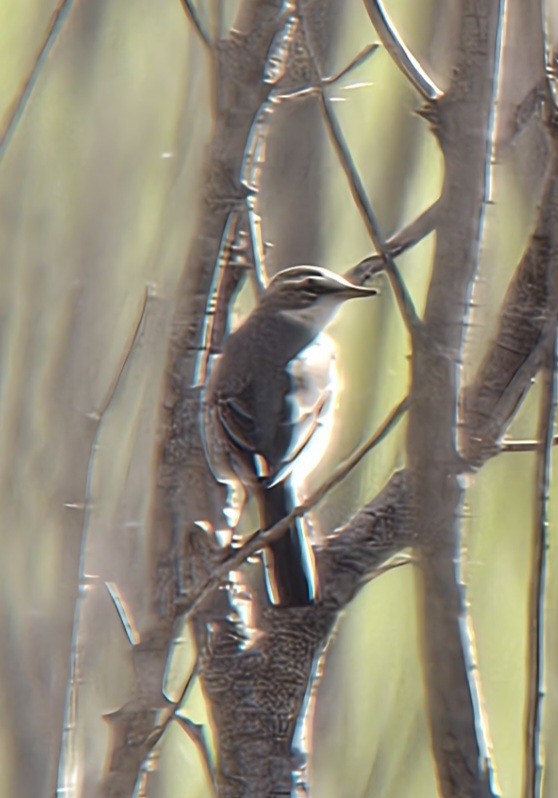 Eastern Yellow Wagtail - ML624042324