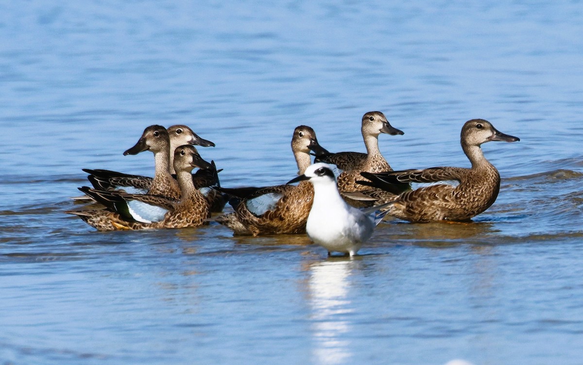 Blue-winged Teal - ML624042325