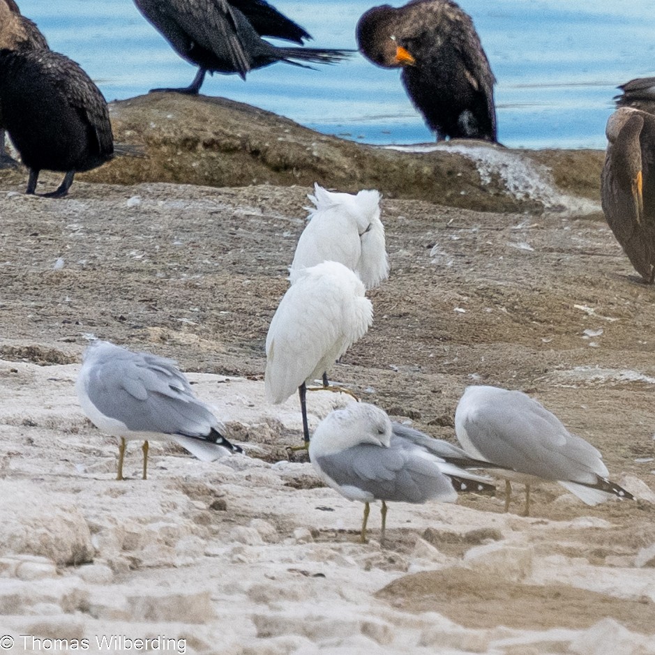 Snowy Egret - ML624042364