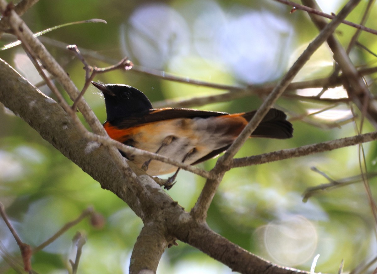 American Redstart - ML624042371