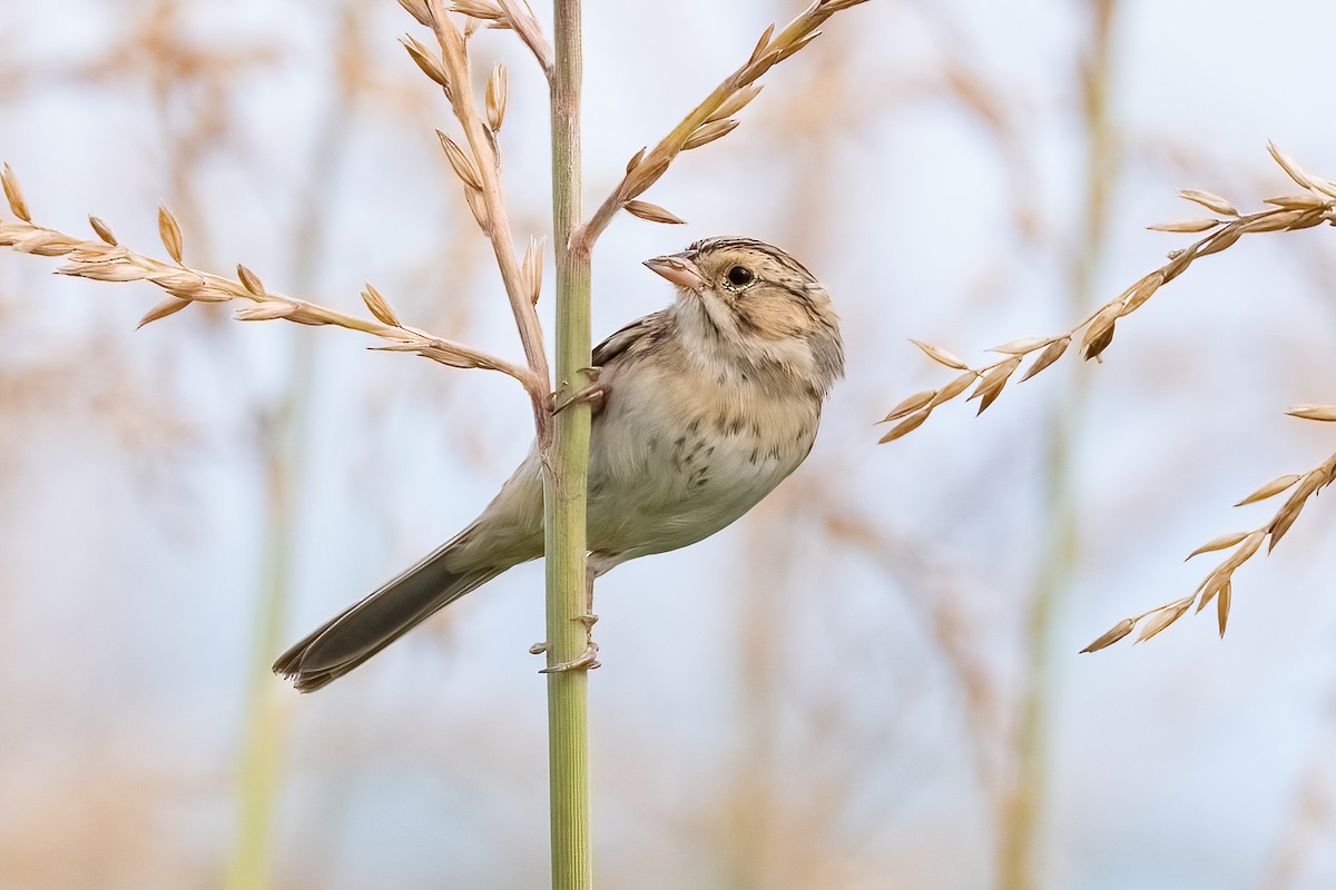 Clay-colored Sparrow - ML624042379