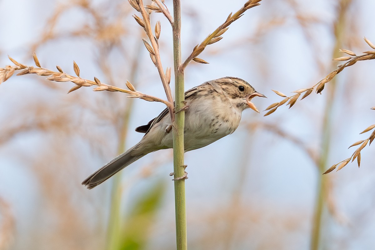 Clay-colored Sparrow - ML624042381