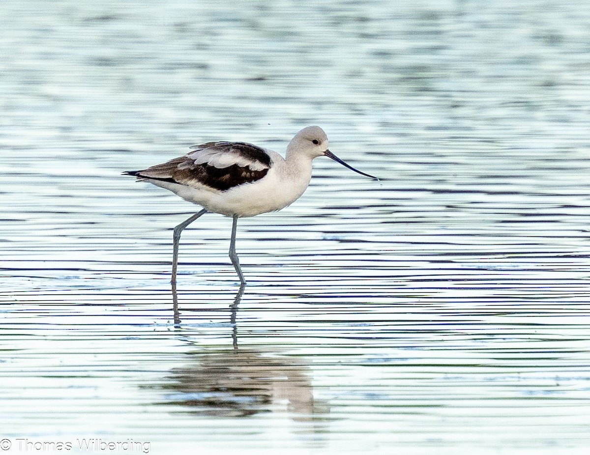 American Avocet - ML624042395