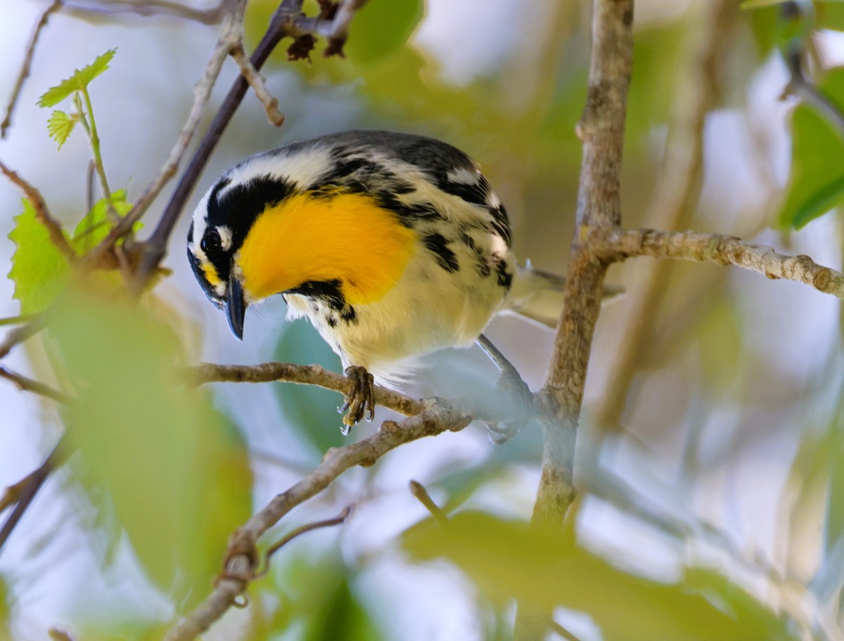 Yellow-throated Warbler - Anne Ruben