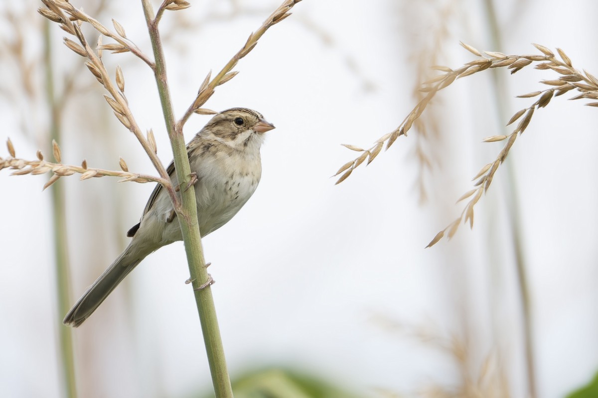 Clay-colored Sparrow - ML624042403