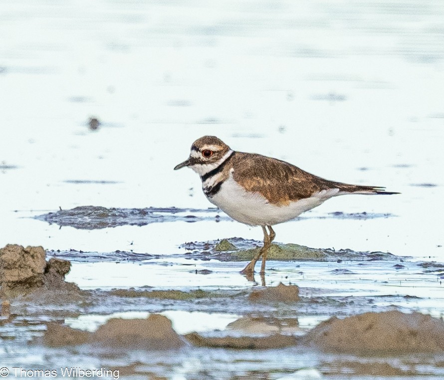 Killdeer - ML624042406