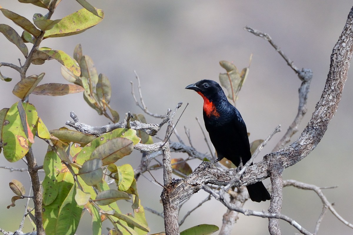 Scarlet-throated Tanager - ML624042424