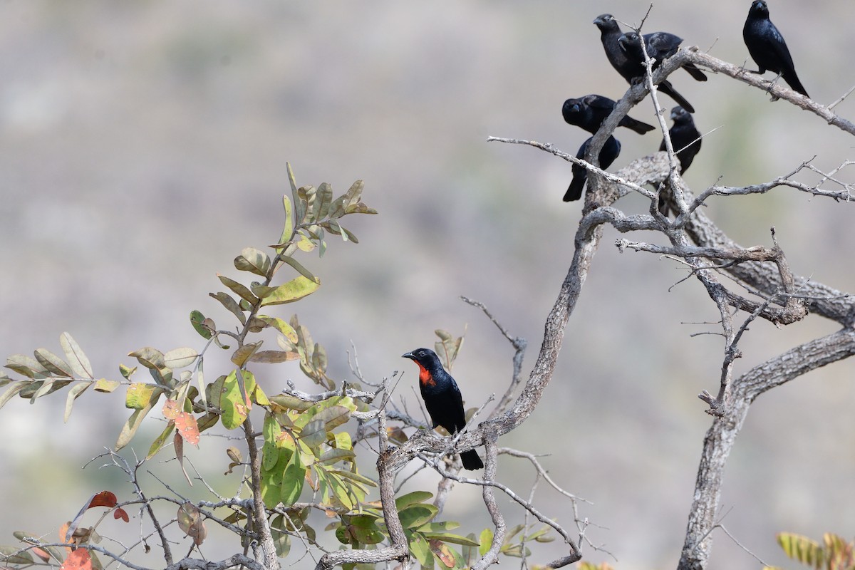 Scarlet-throated Tanager - ML624042425