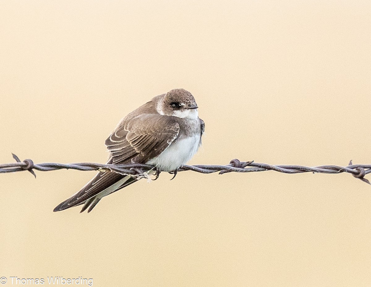 Tree Swallow - ML624042434