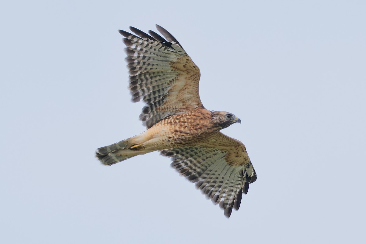Red-shouldered Hawk - ML624042446