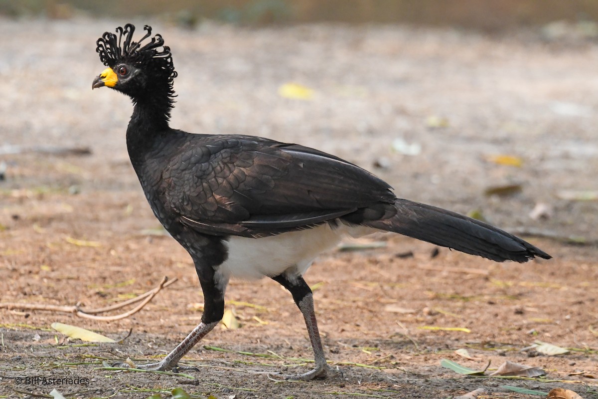 Bare-faced Curassow - ML624042455