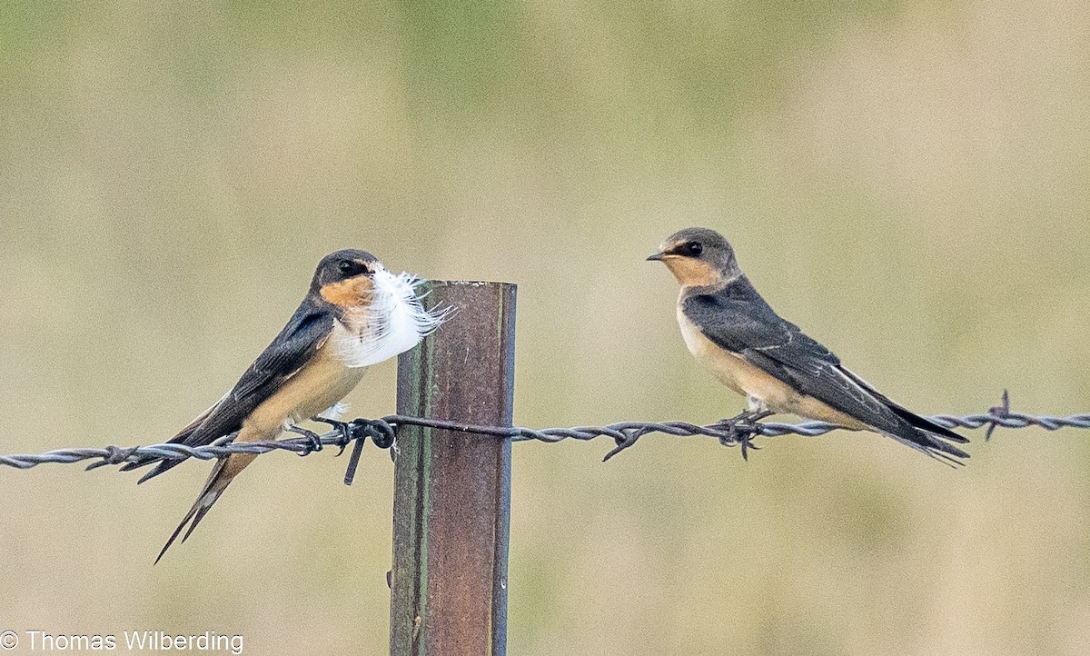 Barn Swallow - ML624042457