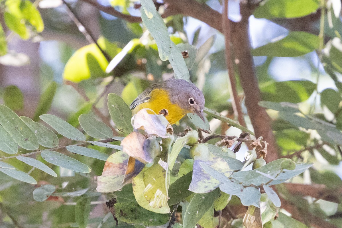 Nashville Warbler - ML624042471