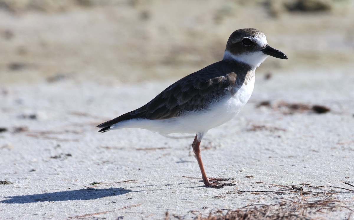 Wilson's Plover - ML624042482