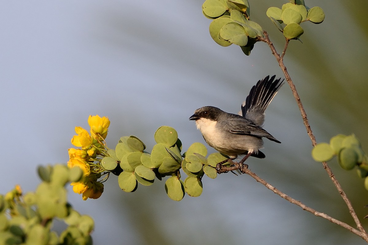 Cinereous Warbling Finch - ML624042486