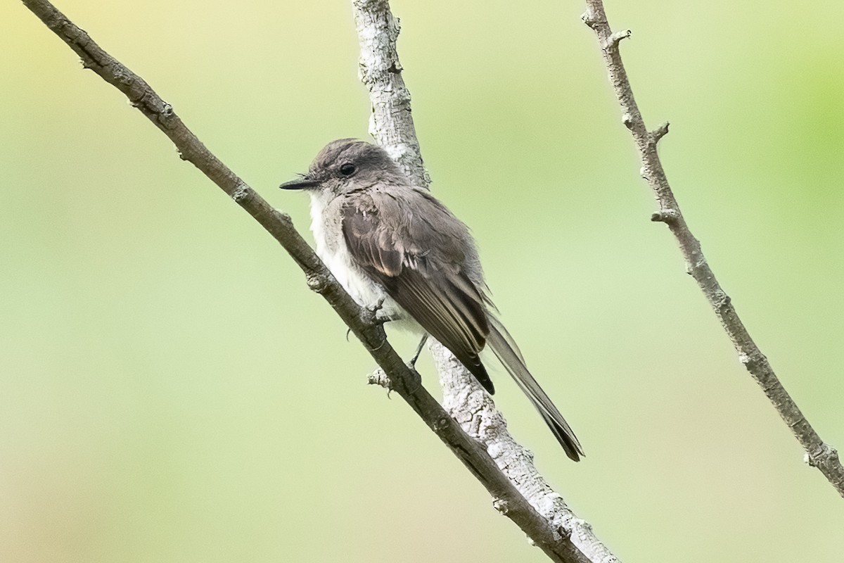 Moucherolle phébi - ML624042492