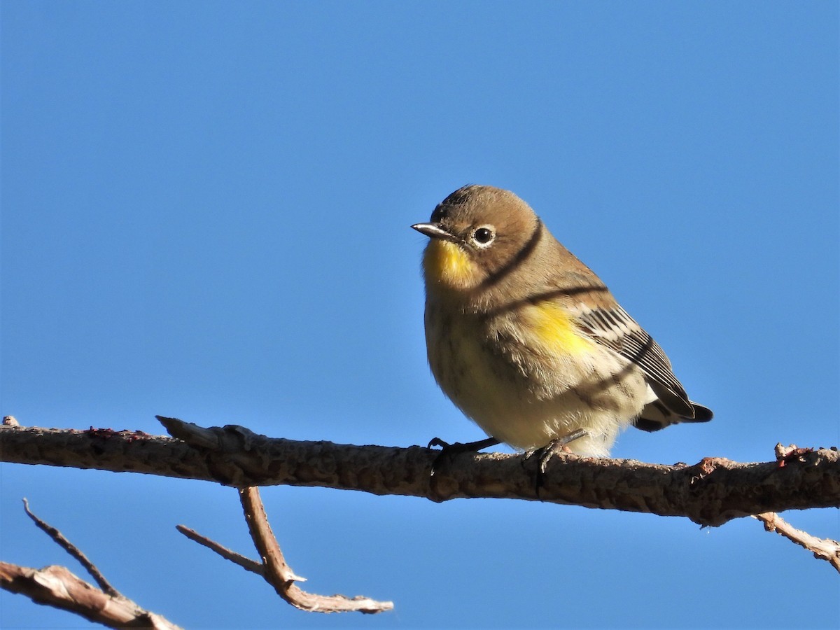 Yellow-rumped Warbler - ML624042499