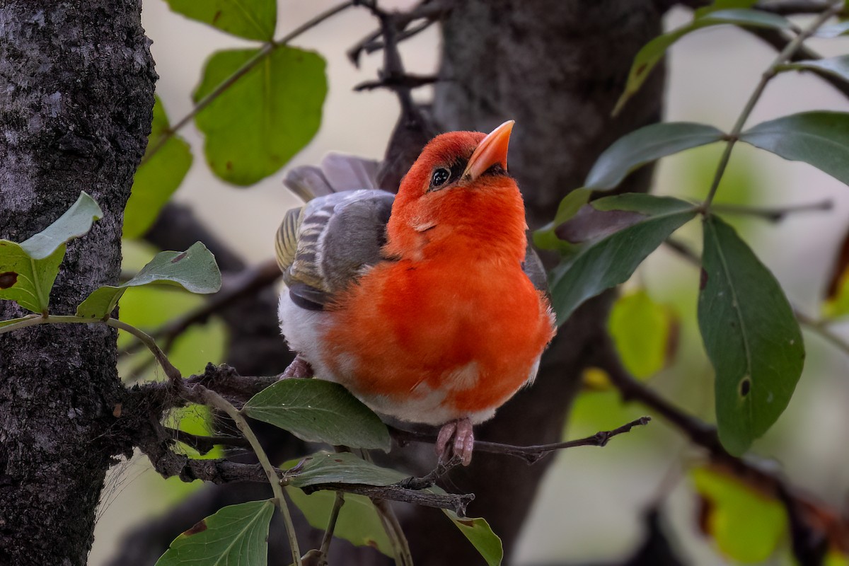 Red-headed Weaver (Southern) - ML624042513