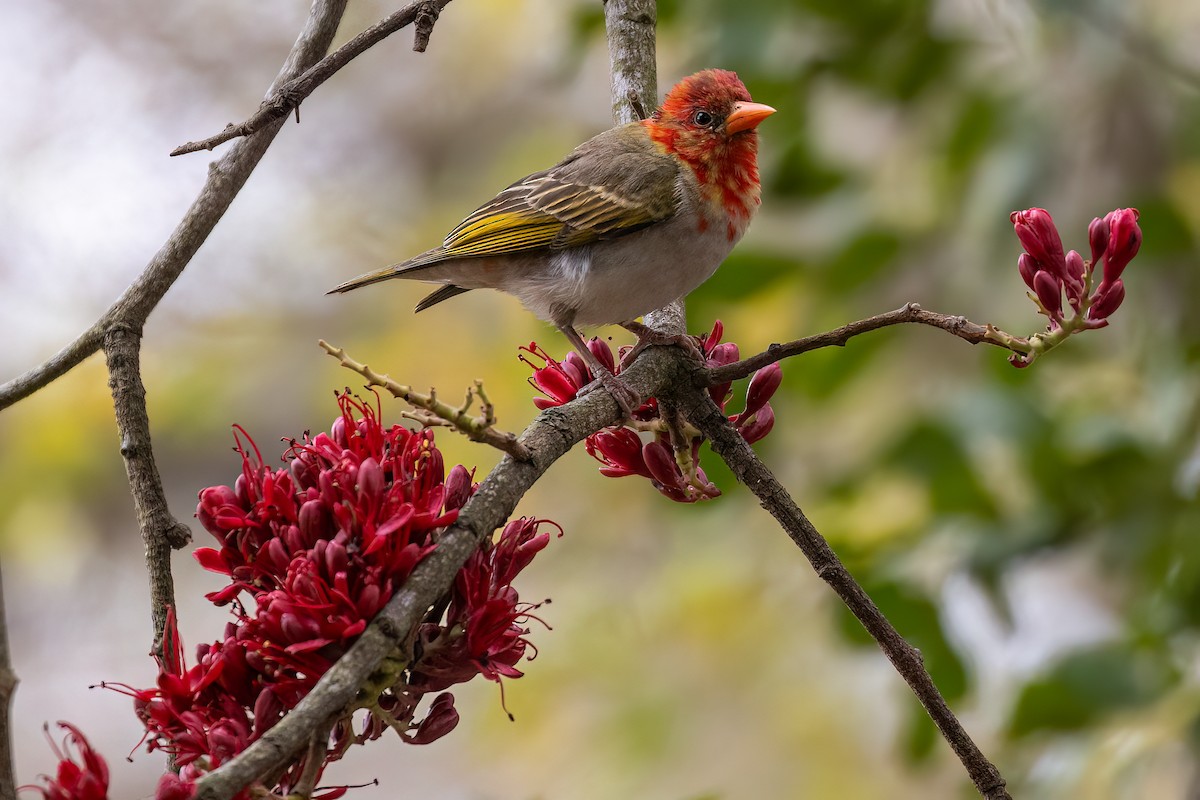 Red-headed Weaver (Southern) - ML624042514