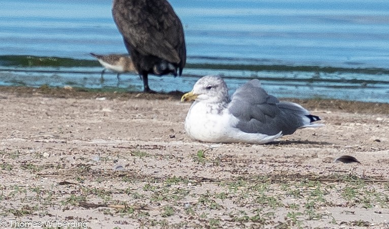 California Gull - ML624042562