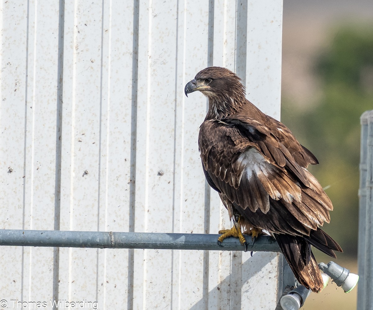 Bald Eagle - ML624042579