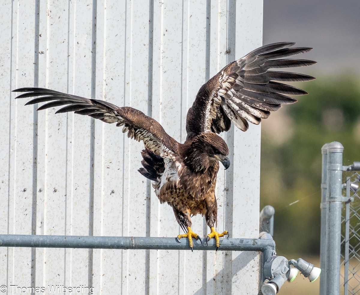 Bald Eagle - ML624042580