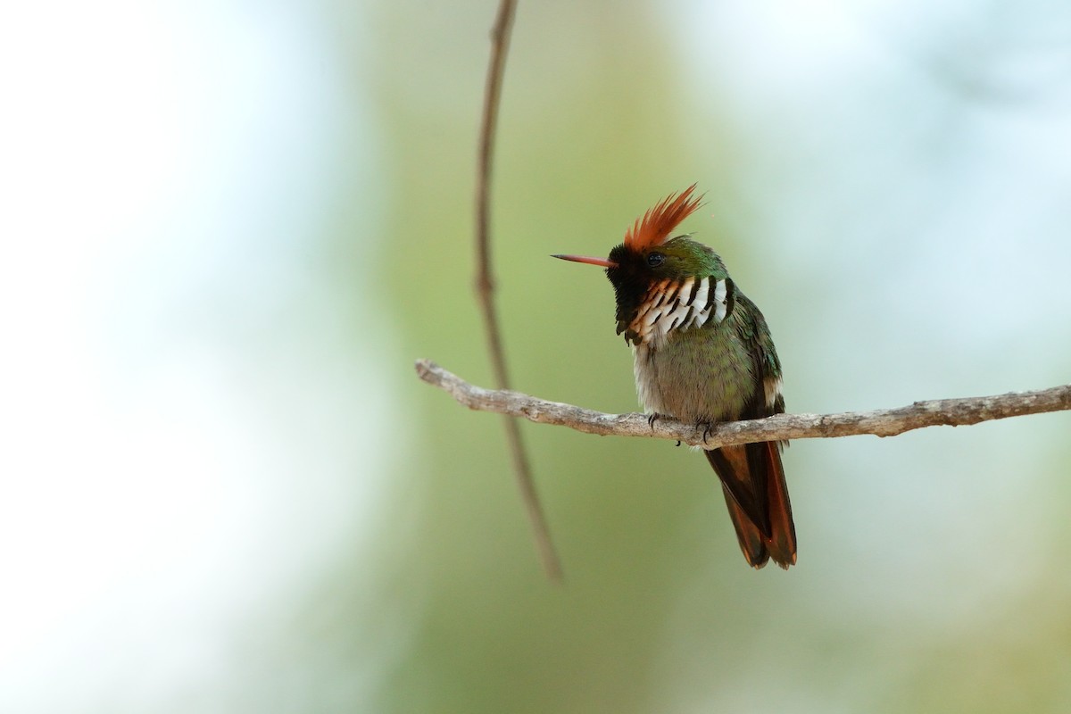 Frilled Coquette - ML624042587