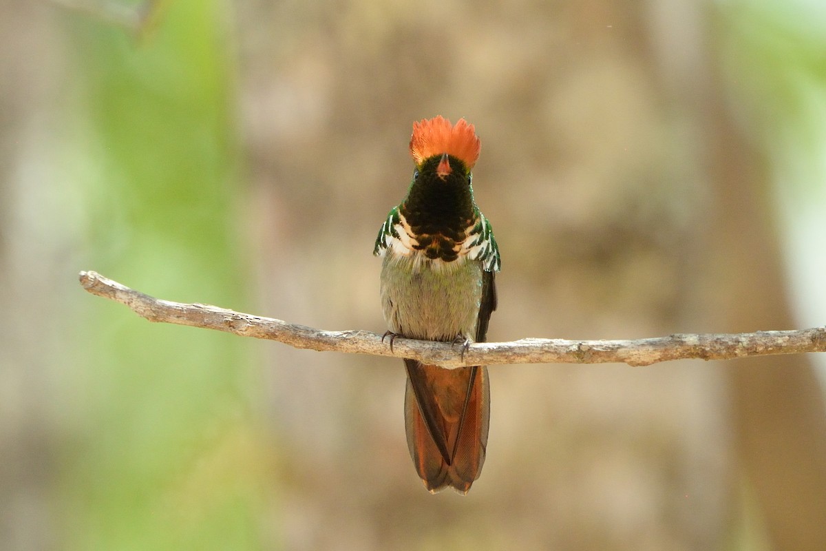 Frilled Coquette - ML624042588